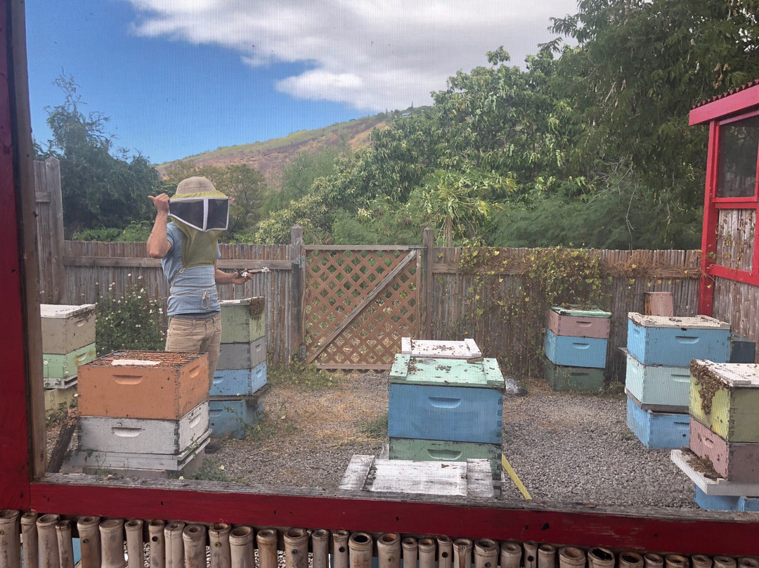 Big Island Bees-库克船长必去景点