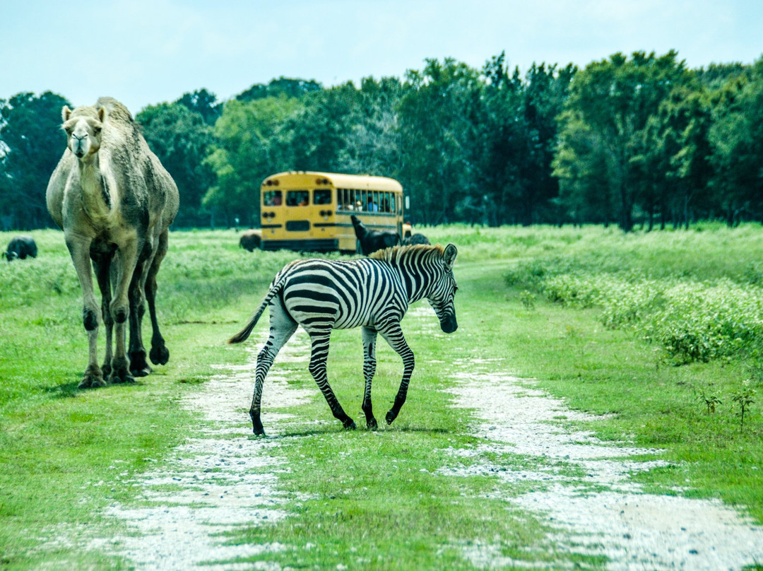 Wild Country Safari Park景点图片