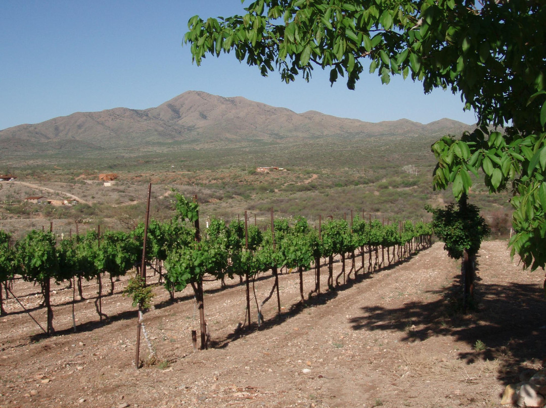 Charron Vineyards & Winery景点图片