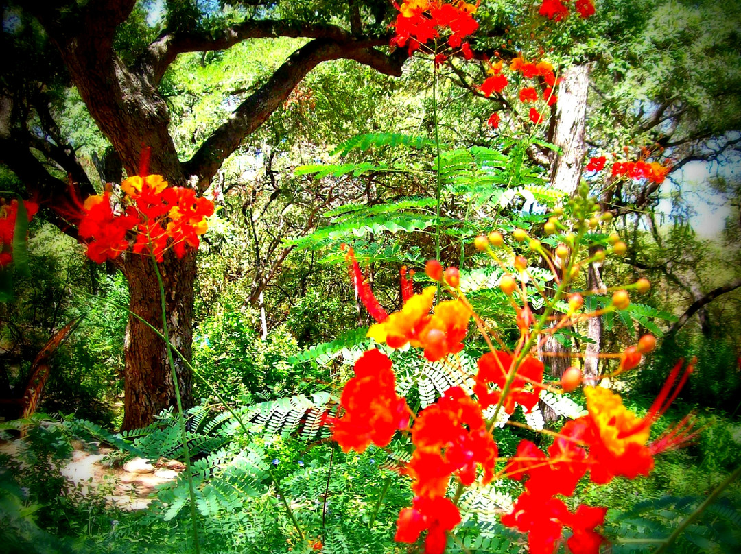 Zilker Botanical Garden
