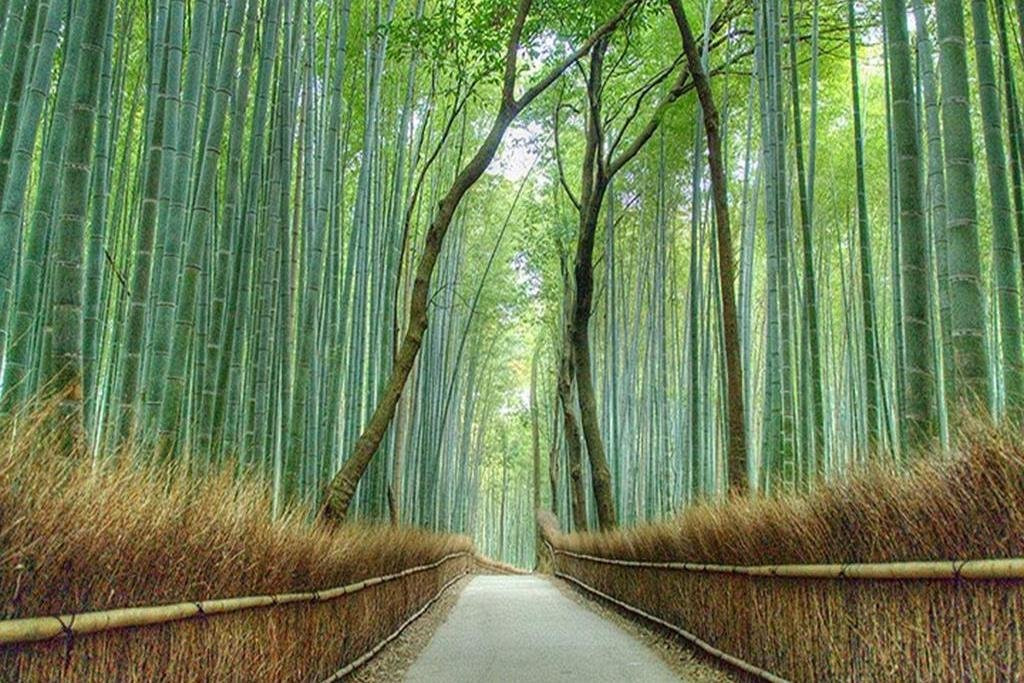 Courtesy Travel-休斯顿必去景点