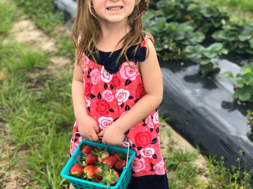 The Strawberry Farm景点图片