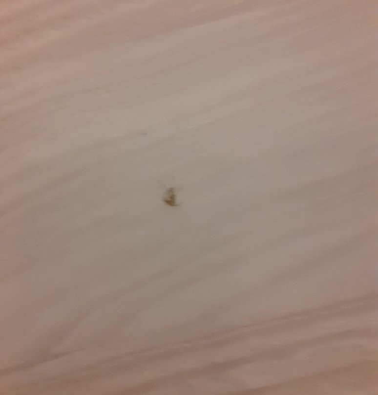 Hotel Perlage Florence主图