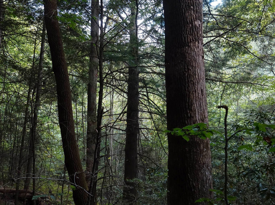 Blanton Forest State Nature Preserve景点图片