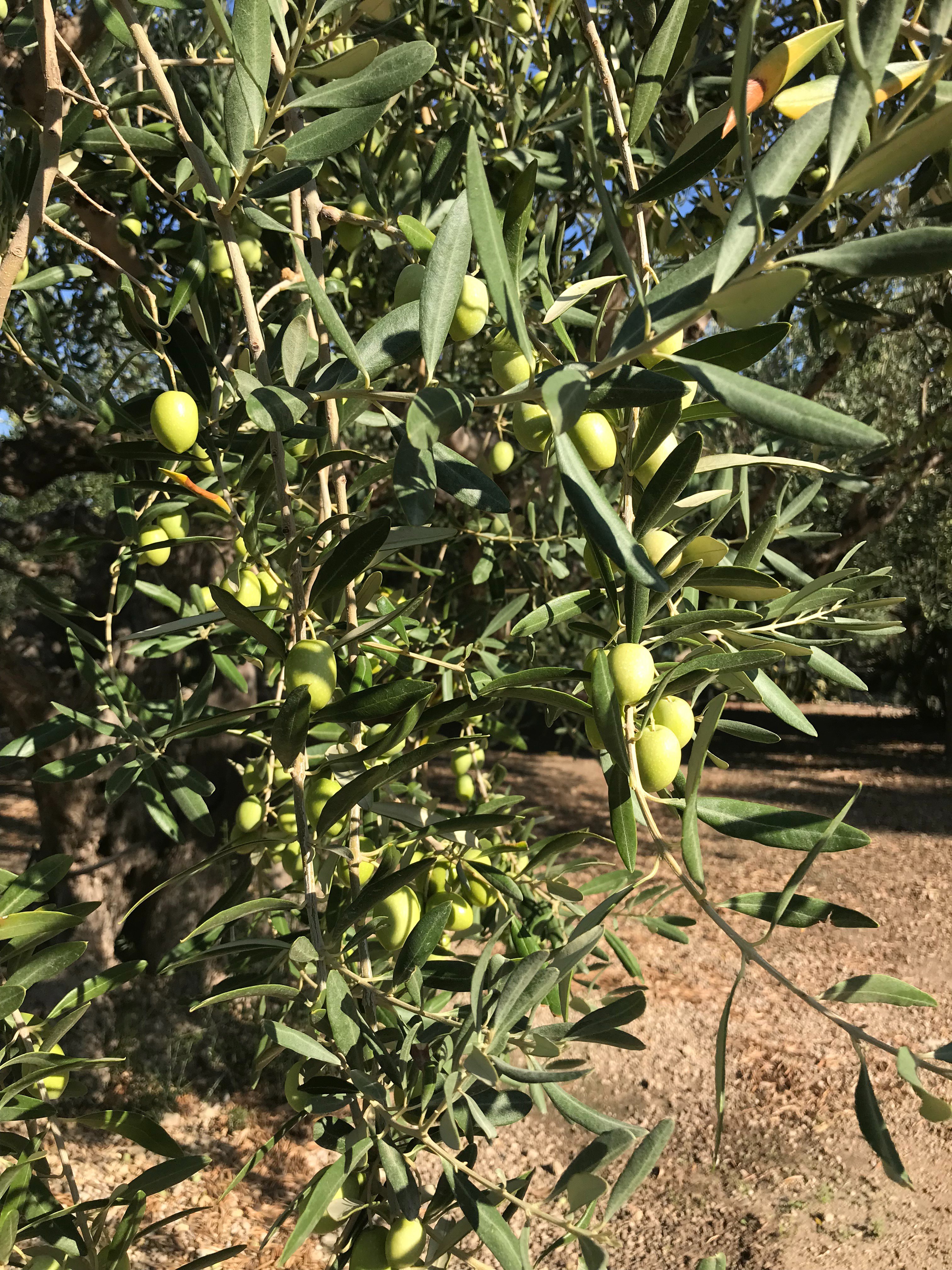 Azienda Agricola Mandranova-浴室