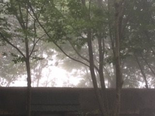 Flycatcher Castle主图