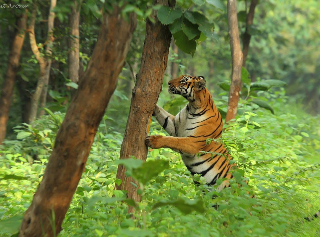 Umred Karhandla Wildlife Sanctuary景点图片