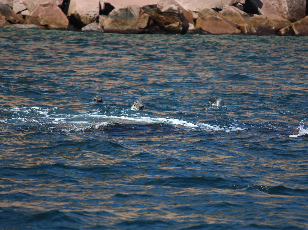 Ingonish Whale Watching景点图片