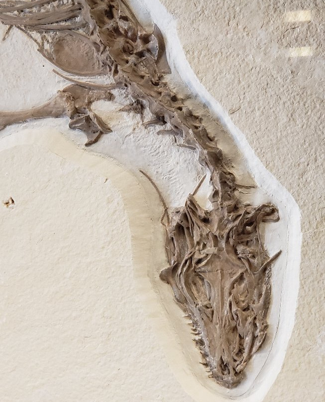 Fossil Butte National Monument-Kemmerer必去景点