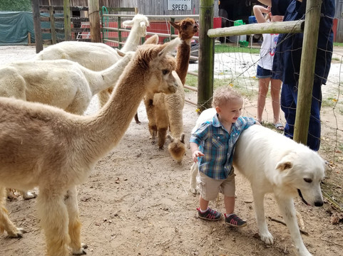 L & R Alpaca Haven Farm-Douglasville必去景点