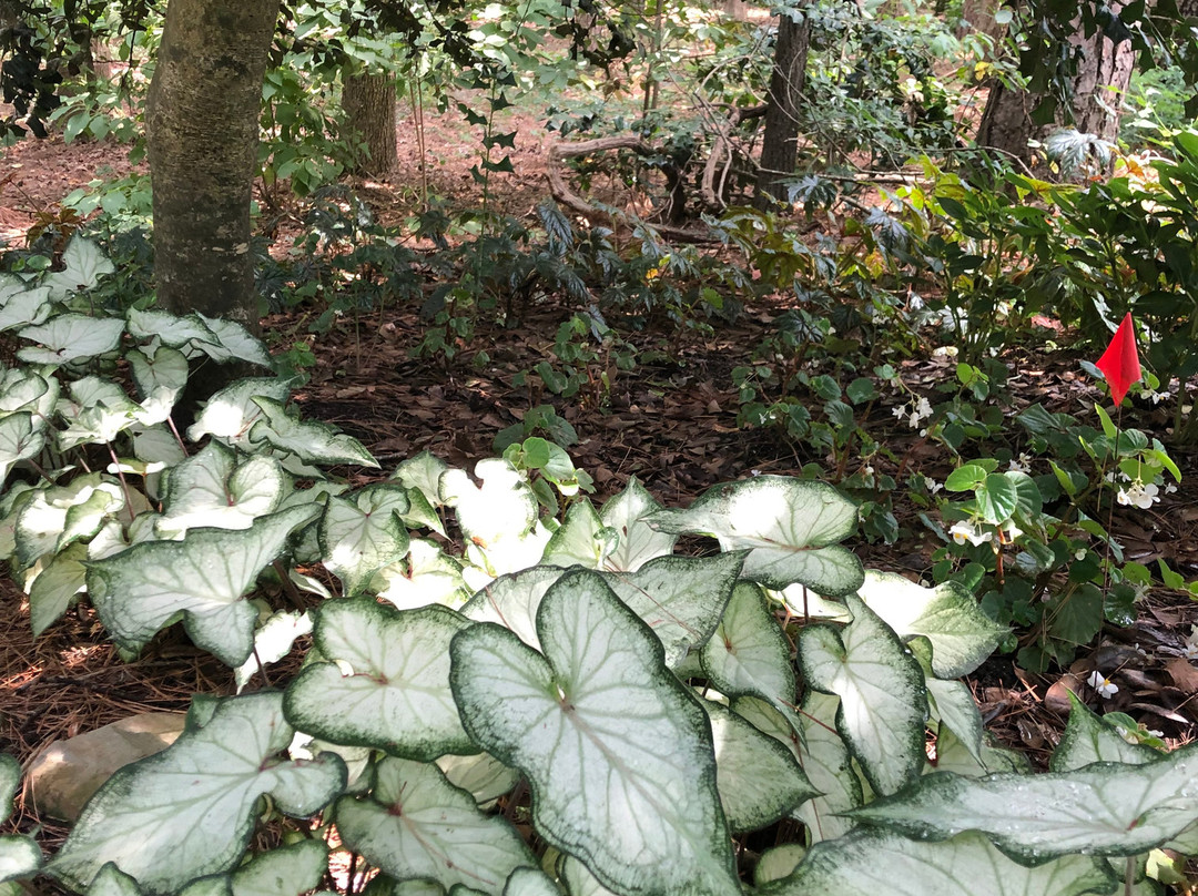 Garvan Woodland Gardens景点图片