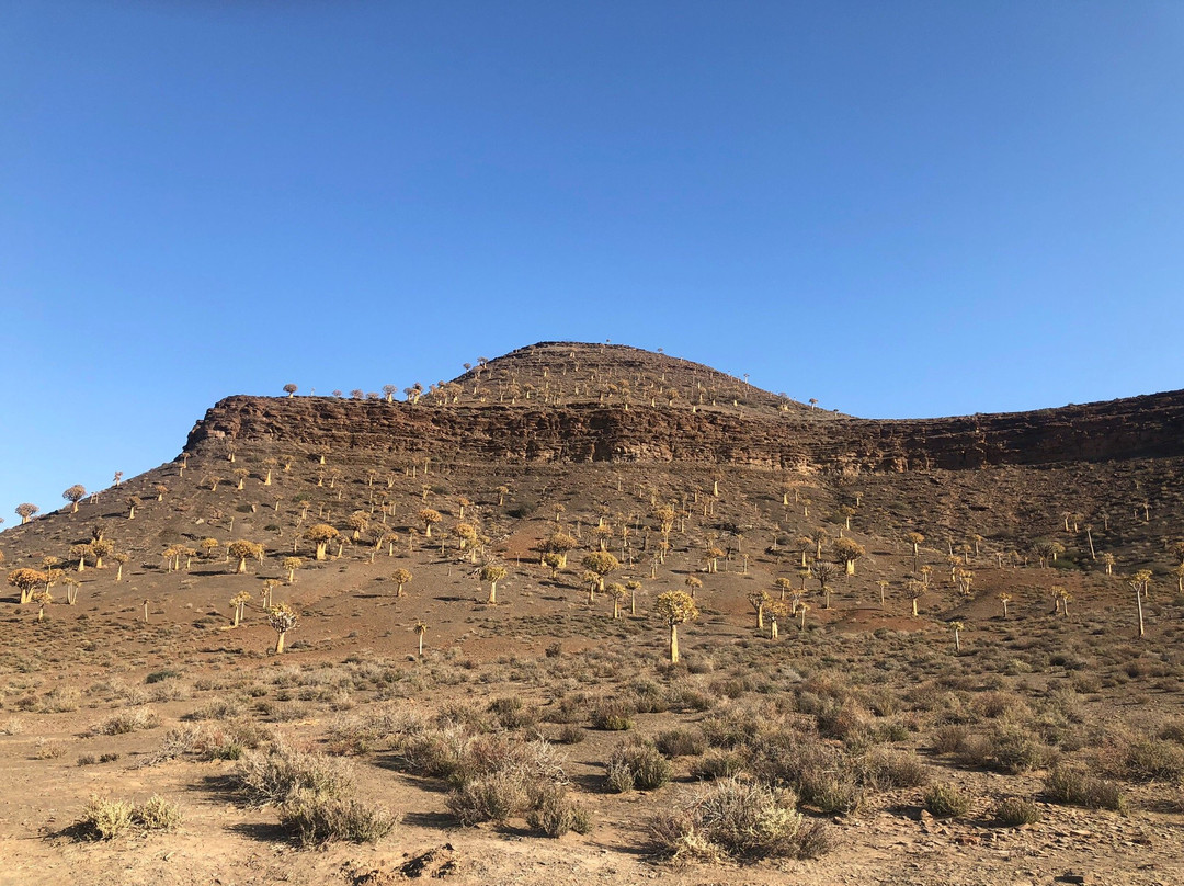 Quiver Tree Forest-Nieuwoudtville必去景点