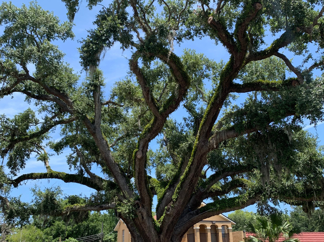 The Old Senator Tree-圣奥古斯丁必去景点