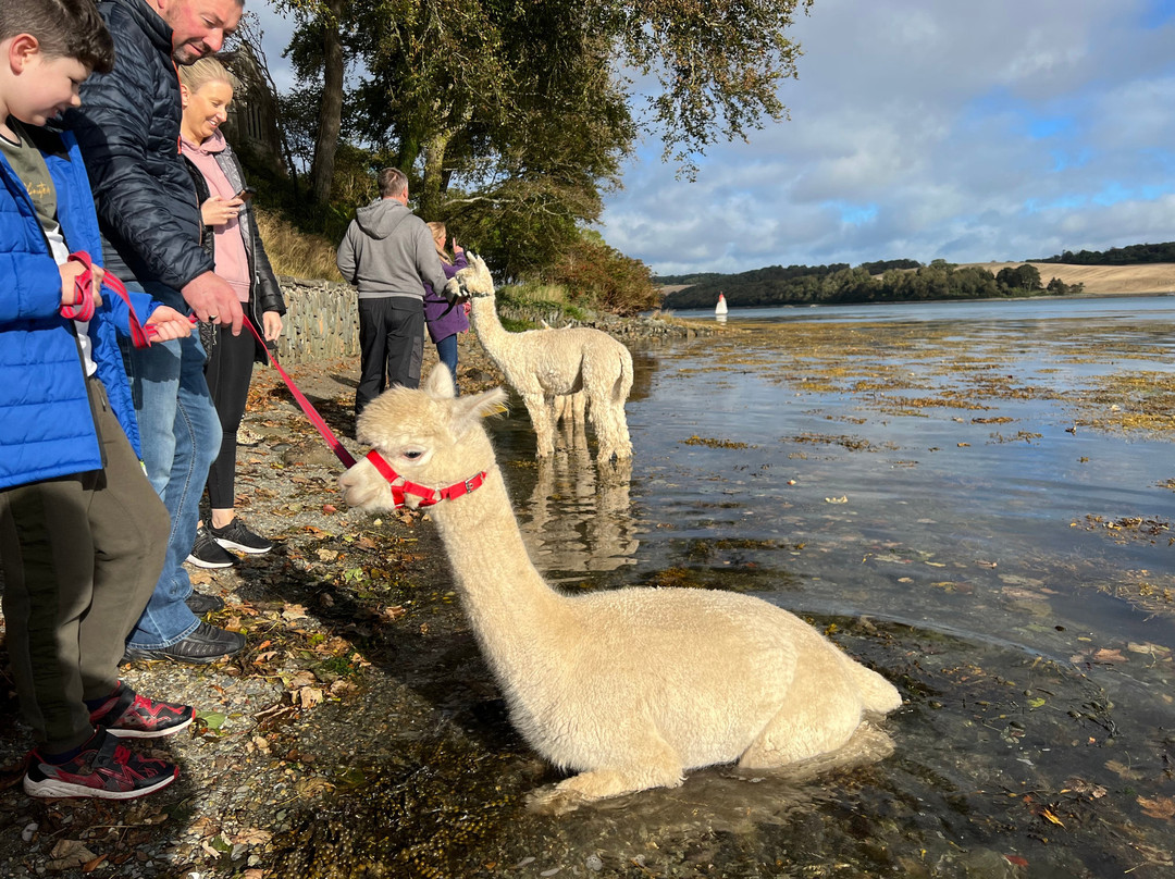 Strangford Bay Alpacas景点图片