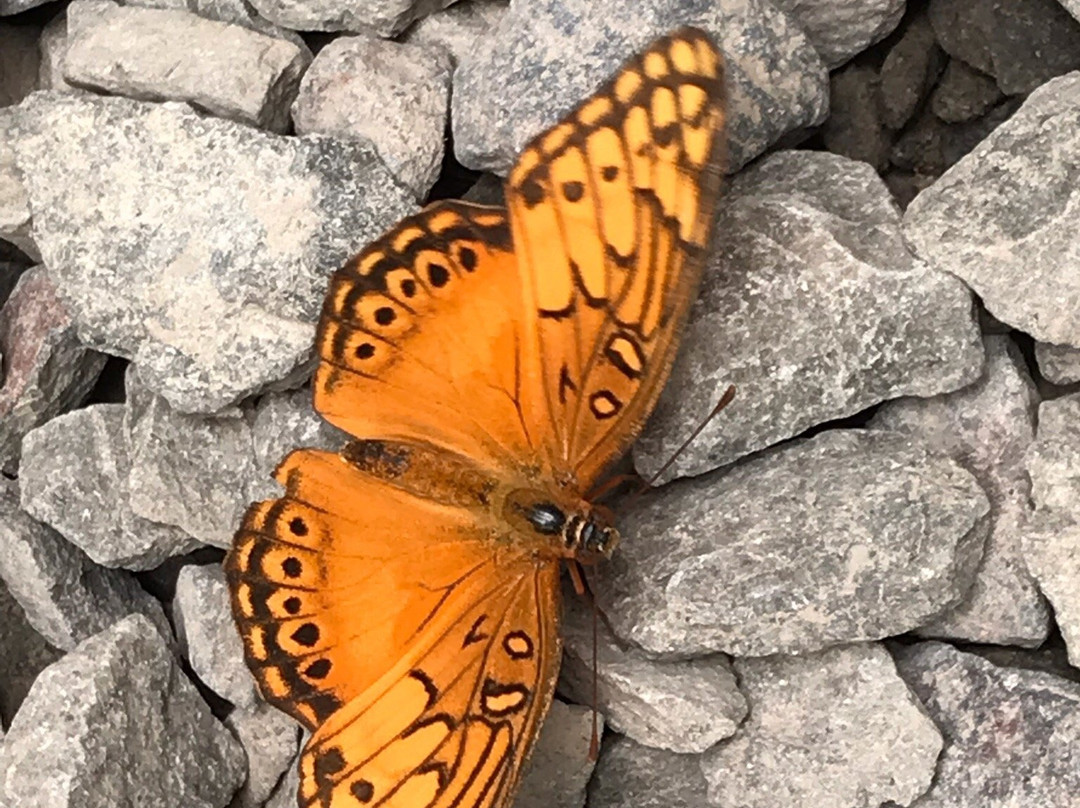 Butterfly Haven景点图片