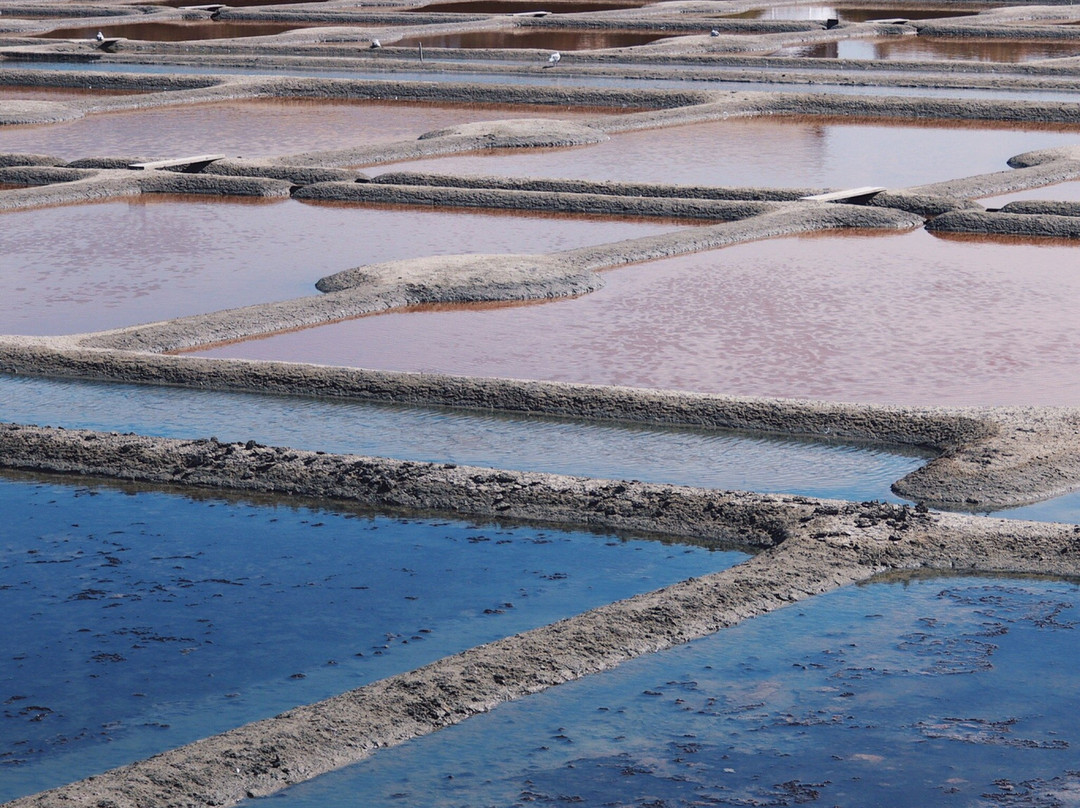 Marais Salants de Guerande景点图片