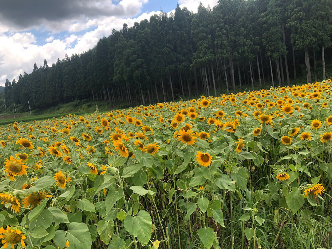 Tanto Flower Park-丰冈市必去景点