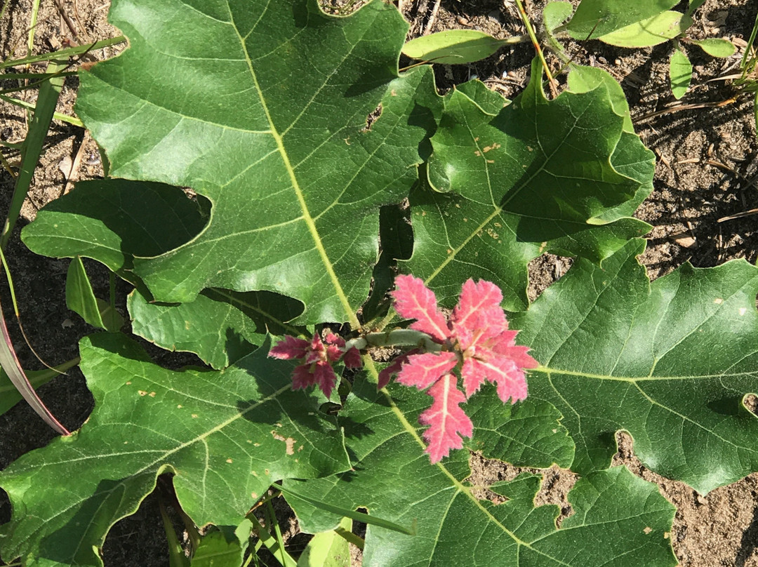 Illinois Beach State Park-Zion必去景点