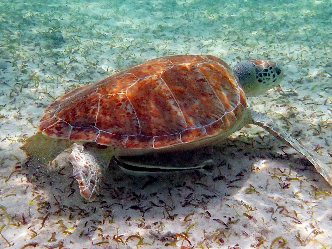 Paradise Cove Beach Resort主图