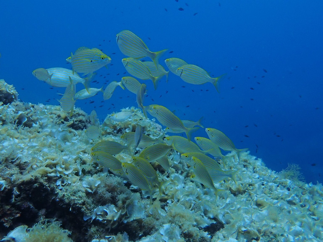 Diving Group Portofino景点图片