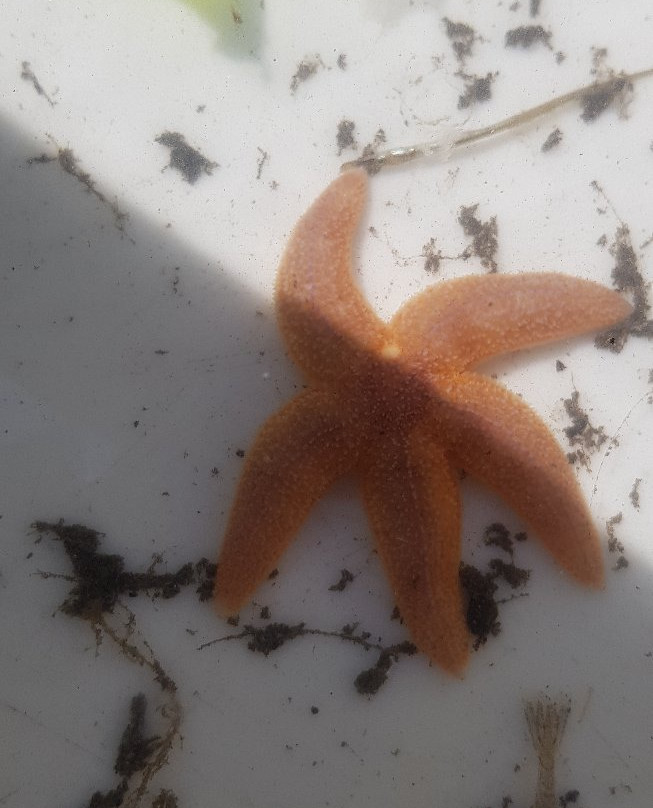 De Zee Leeft-Den Oever必去景点