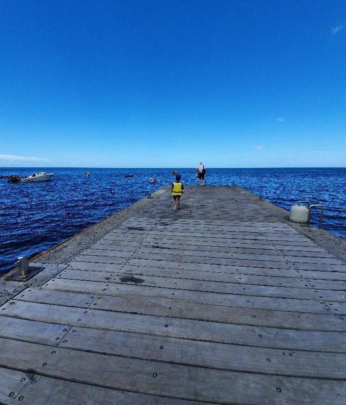 Découverte des Dauphins avec Jean-Guy-Le Precheur必去景点