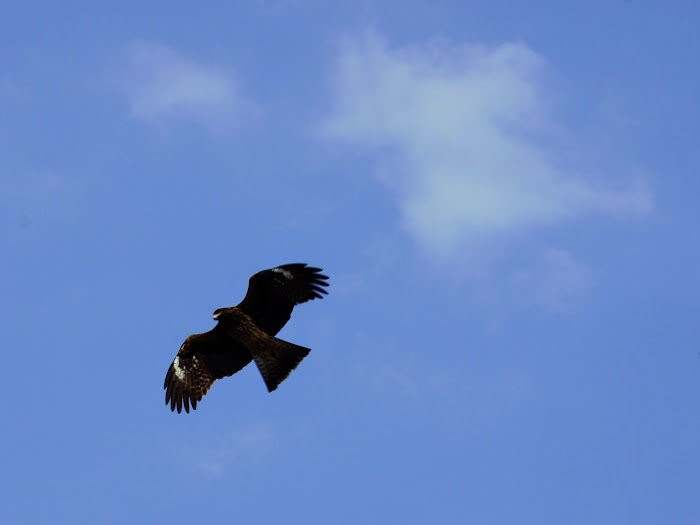 Yokonami Kuroshima Line-须崎市必去景点