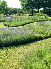 The Lavender Hill景点图片