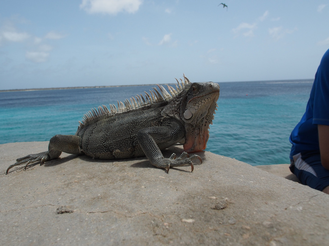Sand Dollar Bonaire主图