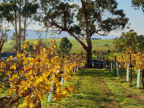 Cosmo Wines-彻恩赛德公园必去景点