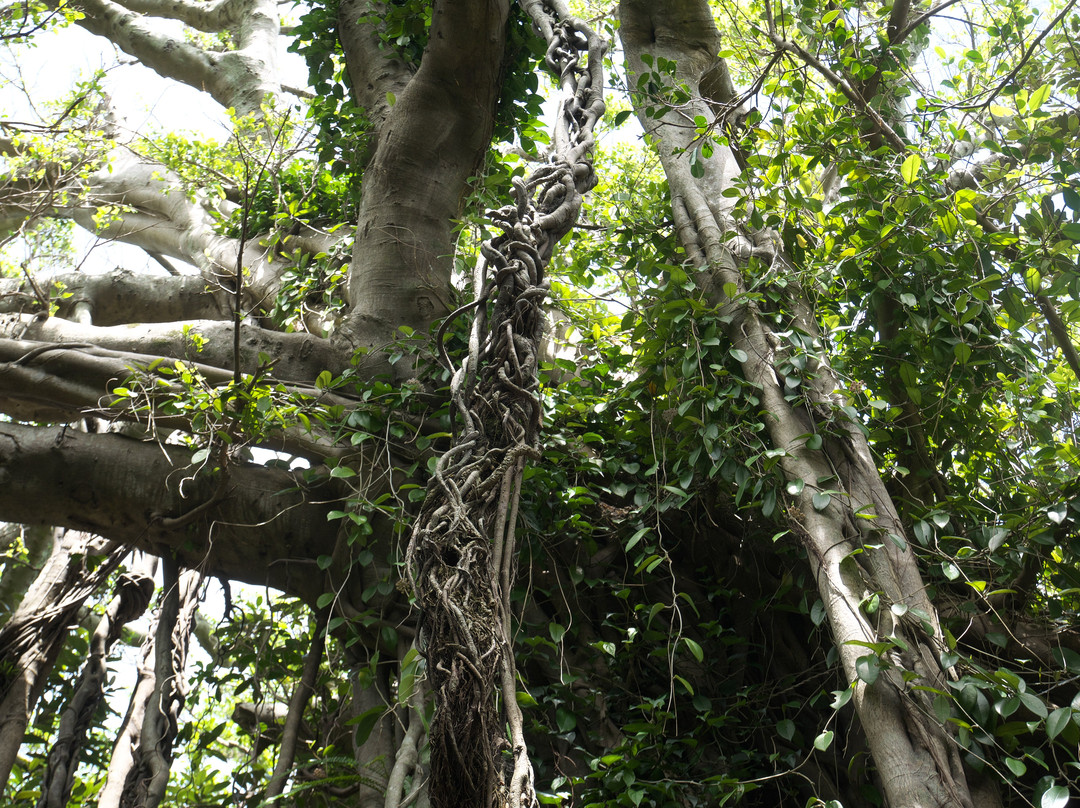 Shitogo Banyan Tree景点图片