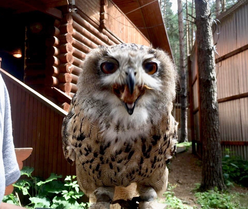 Monitoring And Rehabilitation Center For Predatory Birds Kholzan景点图片