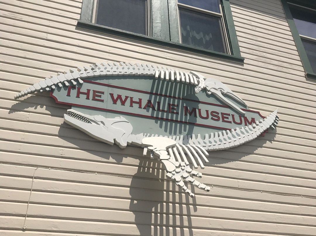 The Whale Museum景点图片