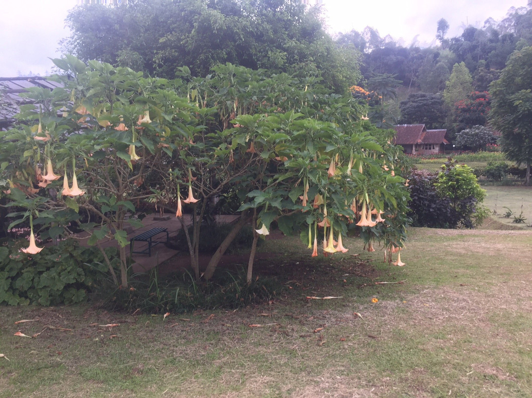 Kebun Mawar Situhapa主图