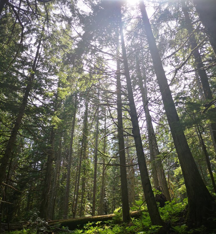 Giant Cedars Boardwalk Trail景点图片