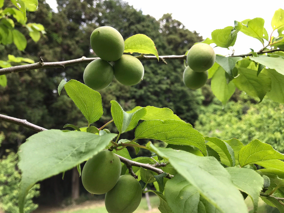 Ushiku Nature Sanctuary-牛久市必去景点