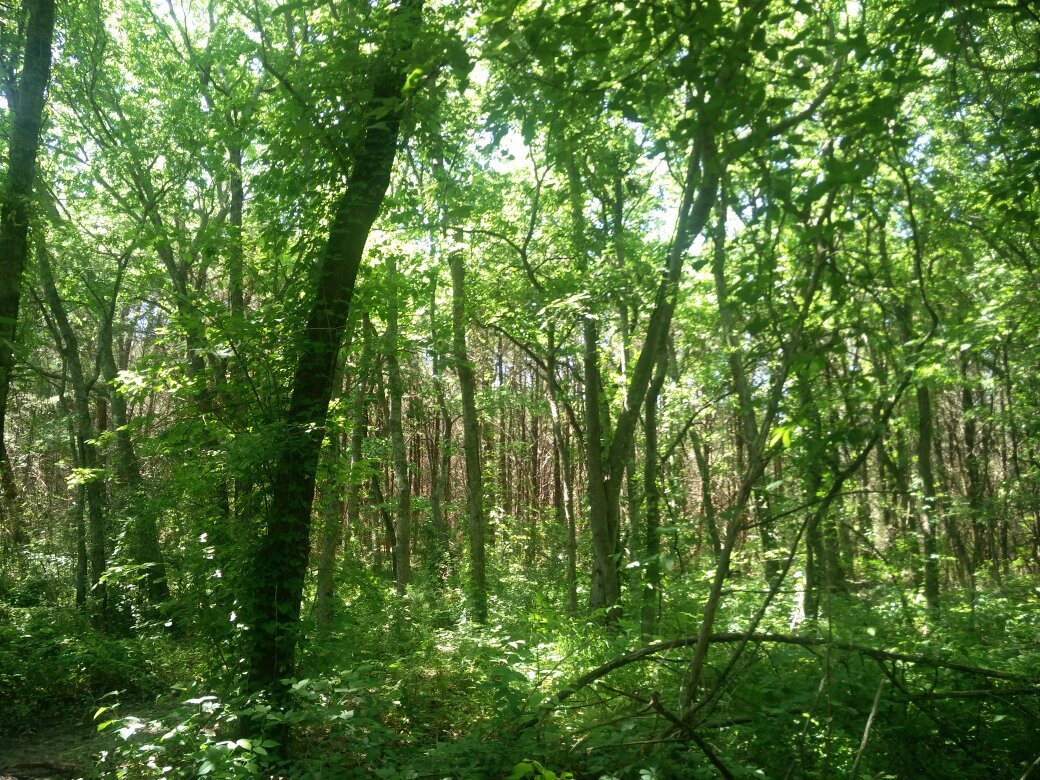 Bonham State Park-Bonham必去景点