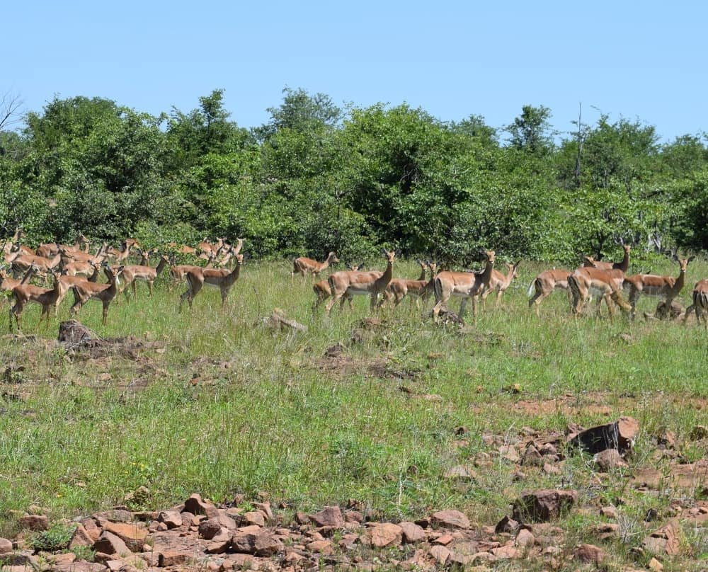 Gonarezhou National Park景点图片