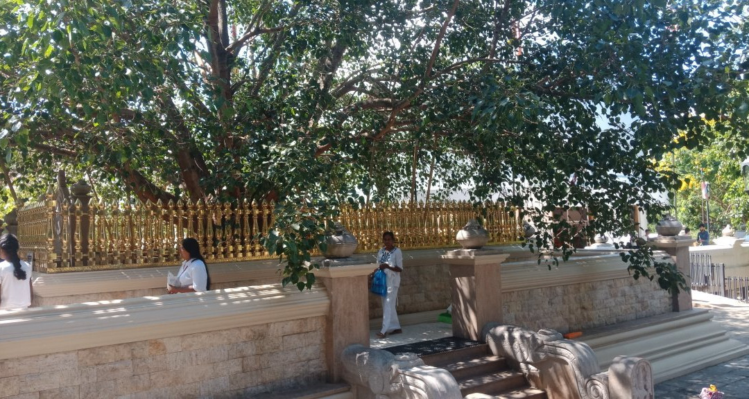 Mahamevnawa Buddhist Monastery Kundasale景点图片