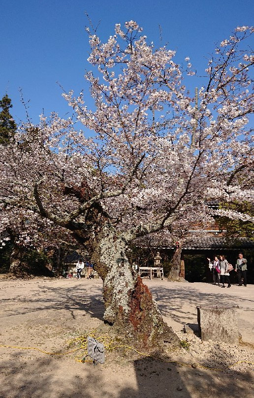 Kozanji Temple景点图片