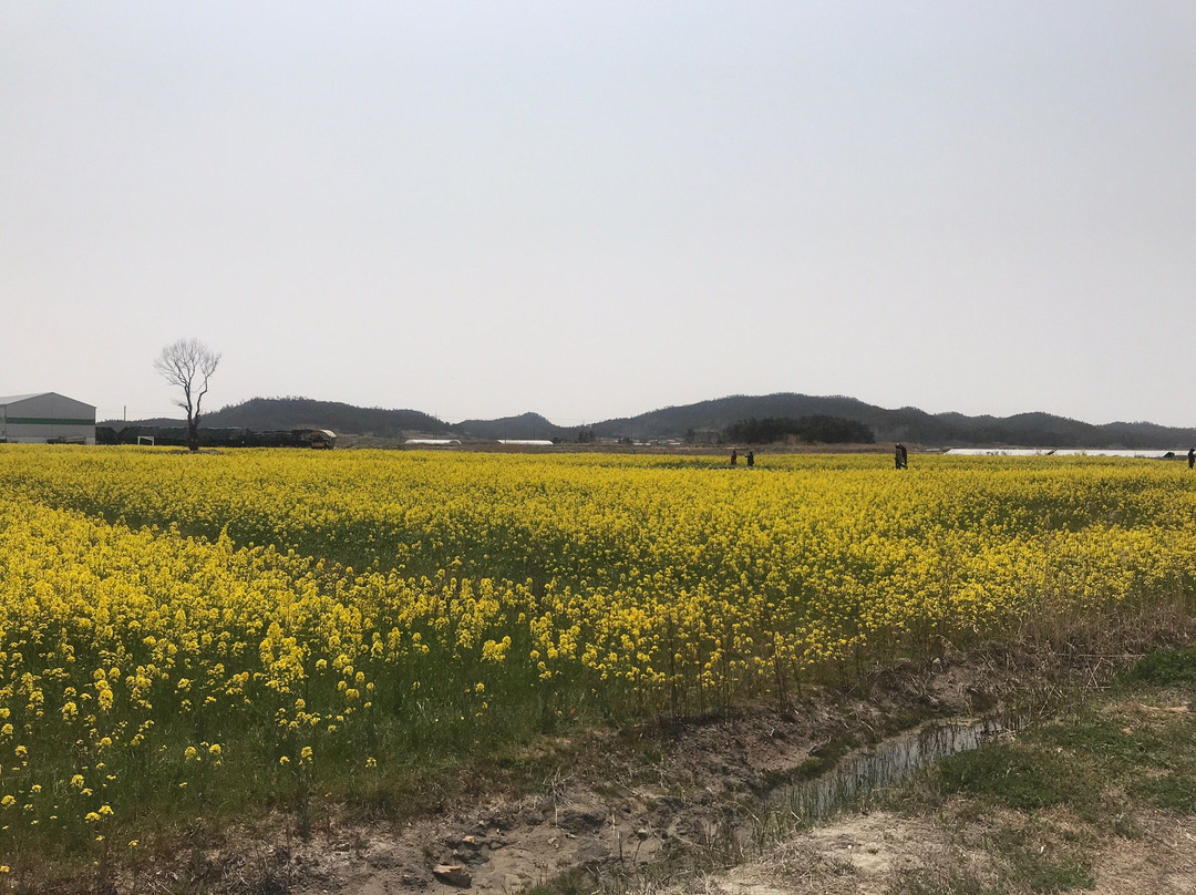 Taepyeong Salt Field景点图片
