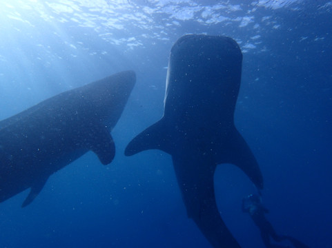 Oslob Whale Sharks-宿雾市必去景点