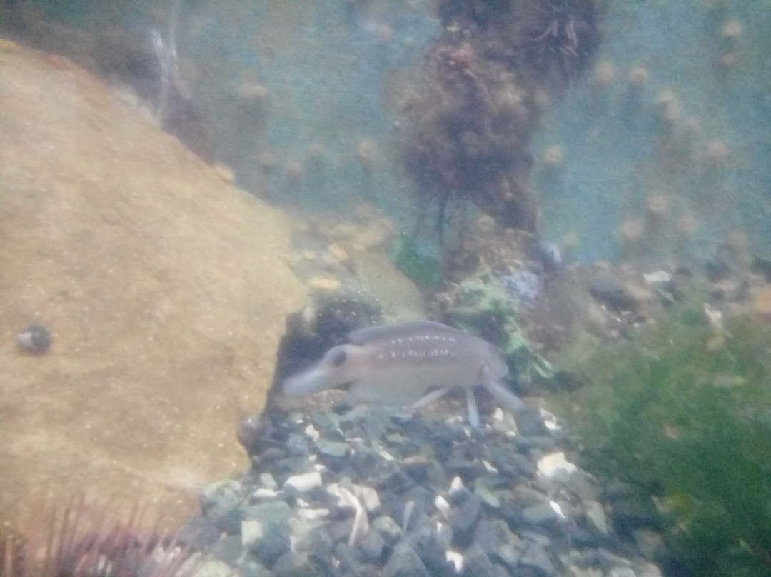 Acuario y Museo Facultad de Ciencias del Mar-Coquimbo必去景点