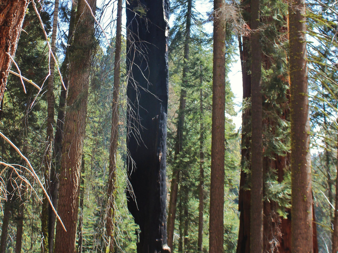 Huckleberry Trail-红杉&国王峡谷国家公园必去景点