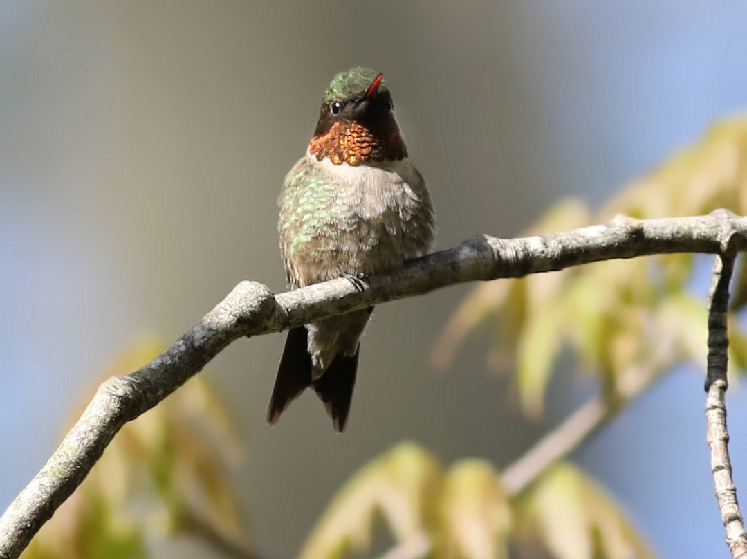 Tranquil Moments Bed & Breakfast主图