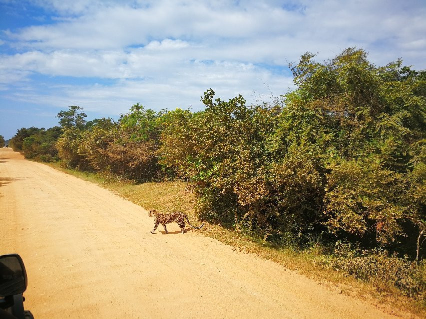 Sasindu Safari Jeep Tours-雅拉国家公园必去景点