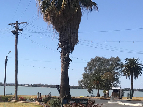 Lake Cargelligo餐馆和美食-The Fine Filly