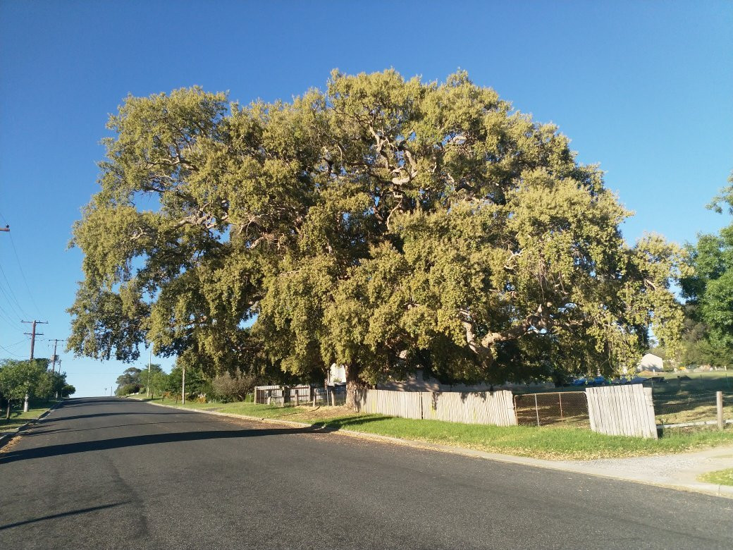 Historic Cork Tree景点图片