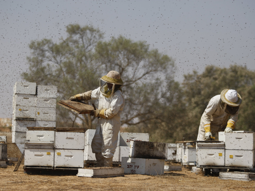 Porat Ein Yahav-Ein Yahav必去景点