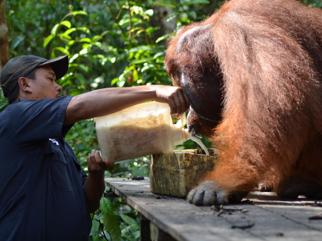 Orangutan & Dayak Tour PT Beeholiday Mitra Wisata-Pangkalan Bun必去景点